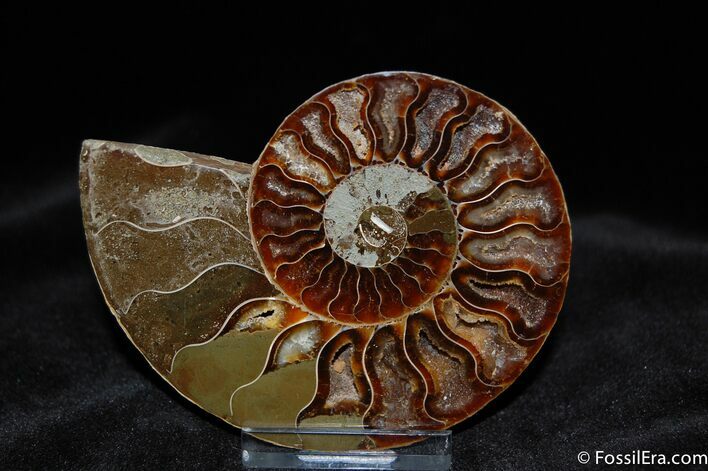 Beautiful Inch Ammonite (Half) #517